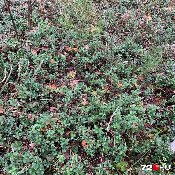 5bd99069ba0df97806e10ea77e441061