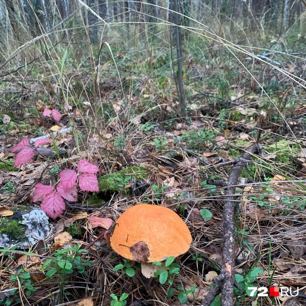 5e68b175adfa4f92c8b2c0b14ec07cba